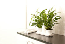 Afbeelding in Gallery-weergave laden, Minigarden Basic S (incl. 1L potten)