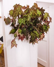 Afbeelding in Gallery-weergave laden, Minigarden Basic S (incl. 1L potten)