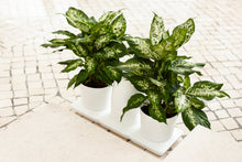 Afbeelding in Gallery-weergave laden, Minigarden Basic M (incl. 2,5L potten)