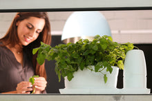 Afbeelding in Gallery-weergave laden, Minigarden Basic Uno (incl. 1.5L pot)