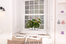 Afbeelding in Gallery-weergave laden, Minigarden Basic S kleurringen