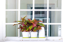 Afbeelding in Gallery-weergave laden, Minigarden Basic S kleurringen