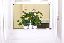 Afbeelding in Gallery-weergave laden, Minigarden Basic S kleurringen