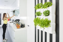 Afbeelding in Gallery-weergave laden, Minigarden ONE starterset - verticale tuin voor 3 planten

