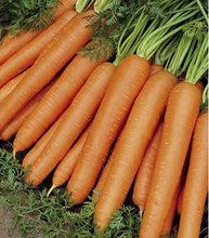 Afbeelding in Gallery-weergave laden, Minigarden Wortelen