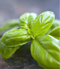Afbeelding in Gallery-weergave laden, Minigarden Basilicum
