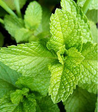 Afbeelding in Gallery-weergave laden, Minigarden Munt