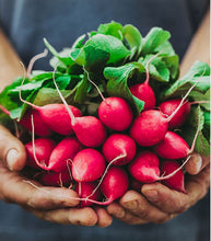 Afbeelding in Gallery-weergave laden, Minigarden Radijs