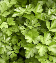 Afbeelding in Gallery-weergave laden, Minigarden Peterselie