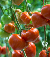 Afbeelding in Gallery-weergave laden, Minigarden Tomaat "Coeur de Boeuf"