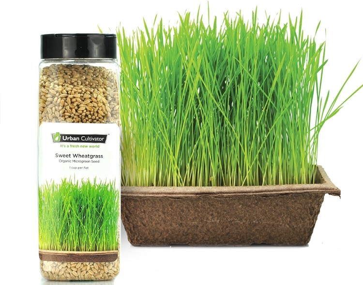 Graine d'herbe de blé douce pour cultivateur urbain (799 gr)