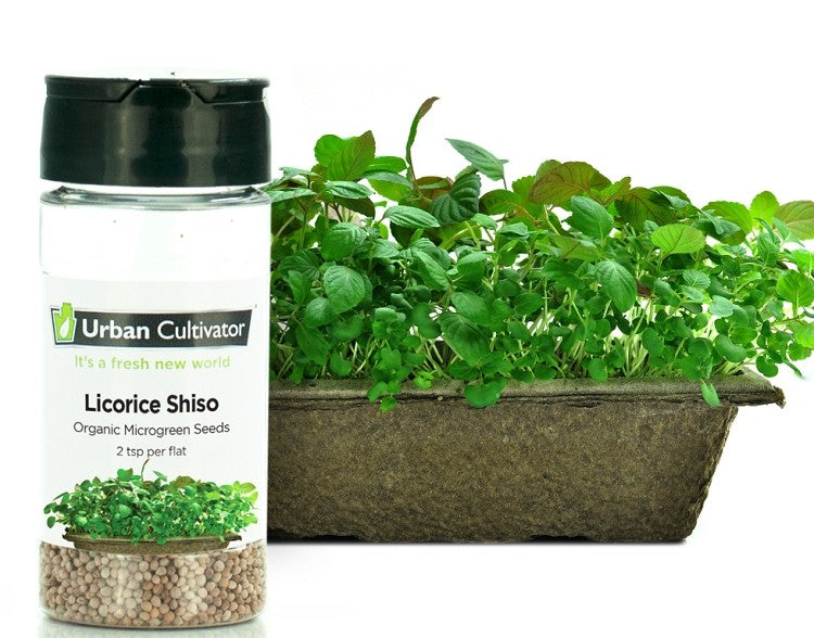 Shiso -zaad voor Urban Cultivator (26 gr)