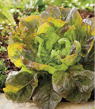 Afbeelding in Gallery-weergave laden, Minigarden Salade
